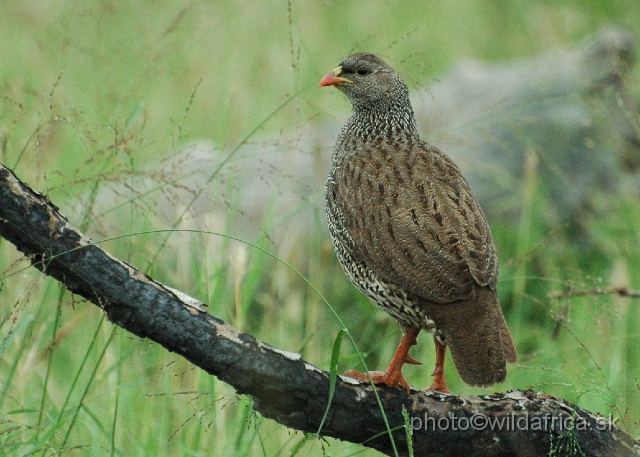 puku rsa 071.jpg - Natal Francolin (Pternistes natalensis)